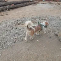 واگذاری سگ شیتزو