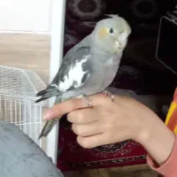 عروس هلندی گم شده