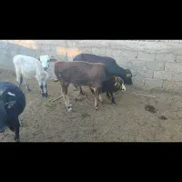 فروش گوساله نر|حیوانات مزرعه|خور (فارس), |دیوار