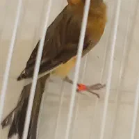 تعدادی گلبسر مست ویک عدد قناری نرسرخ|پرنده|شیراز, شهرک بهار|دیوار