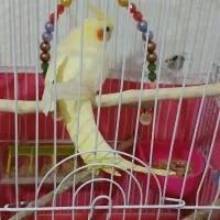فروش یک جفت عروس هلندی درلالی