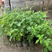 نهال بلوبری و رزبری