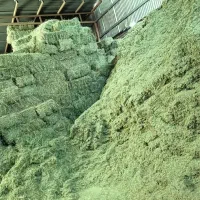 یونجه|عمدهفروشی|مشهد, مهدی آباد|دیوار