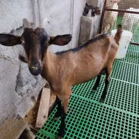 بز الپاین