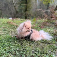 فروش سگ پامرین|سگ|آستارا, |دیوار