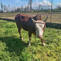 ورزا آث 160 کیلو