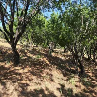 باغ درجه یک دوبر فنس کشی|فروش دفتر صنعتی، کشاورزی، تجاری|فولادشهر, فولادشهر|دیوار