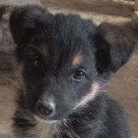 سگ ژرمن نر بلک فیس