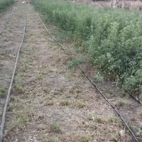 یونجه|خدمات باغبانی و درختکاری|کهنوج, |دیوار