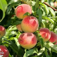 شروع پیش فروش نهال هلو آلبرتا دوساله|خدمات باغبانی و درختکاری|لالجین, |دیوار