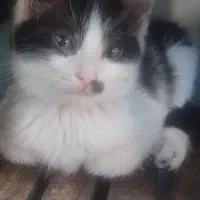 بچه گربه واگذار می شود