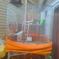 قفس بزرگ پرنده