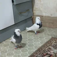 کبوتر طوقی جفتگاه