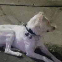 توله کانگال الابای