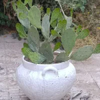 کاکتوس اوپونتیا (زبان‌گنجشک) خیلی بزرگ و خاص|گل و گیاه طبیعی|اسلام‌‌آباد غرب, |دیوار