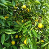 فروش پرتقال محلی و تامسون لیمو شیرین|خوردنی و آشامیدنی|آستانه اشرفیه, |دیوار