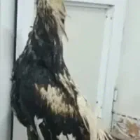 خروس لاری  ترکیه