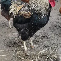 خروس|حیوانات مزرعه|رشت, بازار|دیوار