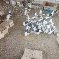 کبوتر دوکت همدانی