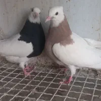 کبوتر طوقی جوجه واشری خفت