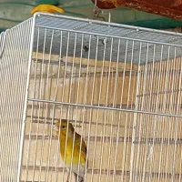 سهره|پرنده|شیراز, کوشک میدان|دیوار