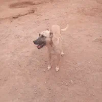 معاوضه ندار|سگ|رضویه, |دیوار