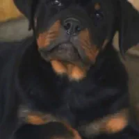 روتفایلر 4ماهه