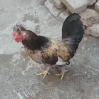 خروس پاکوتاه زینتی