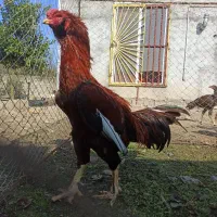 خروس لاری|حیوانات مزرعه|بابلسر, |دیوار