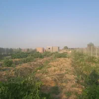 یک قطعه باغ ۱۰۵۰ متری تاکستان|فروش دفتر صنعتی، کشاورزی، تجاری|کرج, نوروزآباد|دیوار