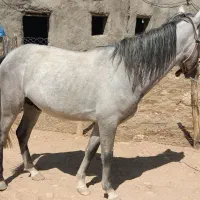 اسب سه سال. سواری شده..