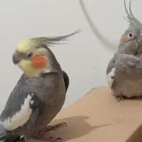 عروس هلندی یه جفت|پرنده|سنگر, |دیوار