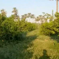 لیمو سنگی