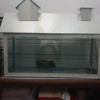 آکواریوم ماهی