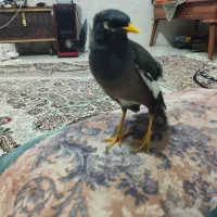 فروش مرغ مینا سخن گو|پرنده|باقرشهر, |دیوار