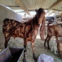 مری بر