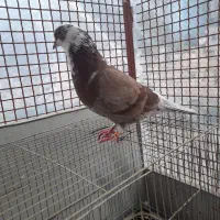 کبوتر|پرنده|آزادشهر, |دیوار