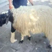 گوسفند زنده با قصاب