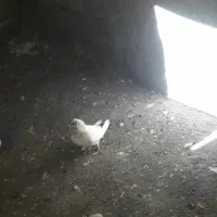 کبوترگمشده