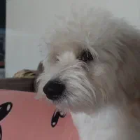 سگ نر یک و نیم ساله|سگ|ایزدشهر, |دیوار