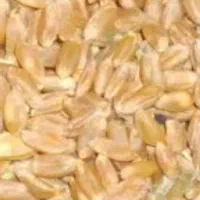 فروش گندم|خوردنی و آشامیدنی|شیراز, اکبر آباد|دیوار