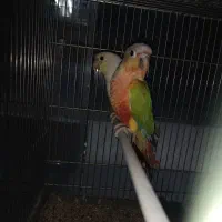 راهب خورشیدی ناندی کانور گرینچیک جوجه سرلاکی|پرنده|اهواز, شریعتی جنوبی|دیوار