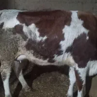 گاو سیمنتال با گوساله نر