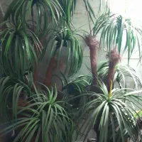 گل مصنوعی|گل مصنوعی|مشهد, طلاب|دیوار