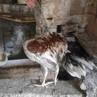 خروس لاری
