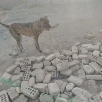 گمشده سگ|حیوانات|زرند, |دیوار