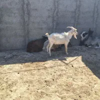 فروش نر بز سانن|حیوانات مزرعه|اسفراین, |دیوار