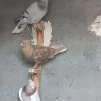 کبوتر رنگی