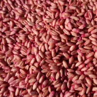 گندم بذر آذر ۲