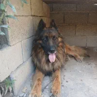 سگ ژرمن اصیل
